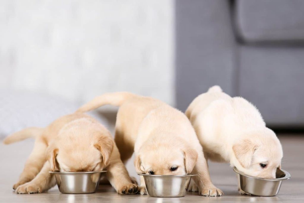 Dieta Barf perros cachorros