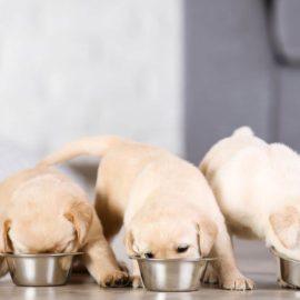 Dieta Barf perros cachorros