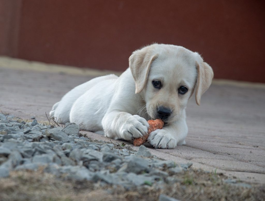 Cuidando a tu Cachorro con la Dieta BARF Perros